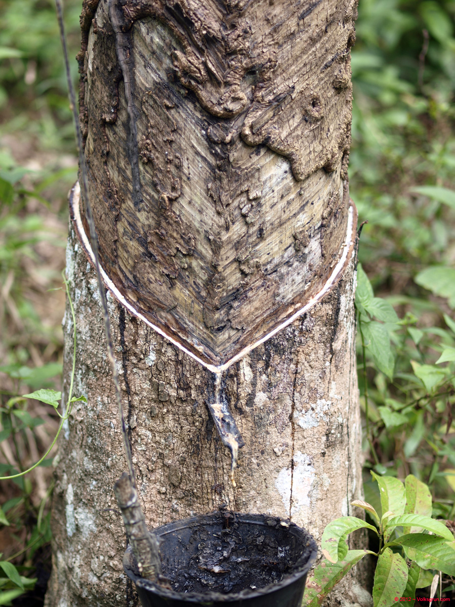 _1016017 rubber tree death
